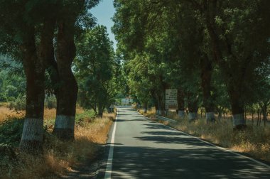 Kırsal yol yanında ağaçlar tarafından gölgeli