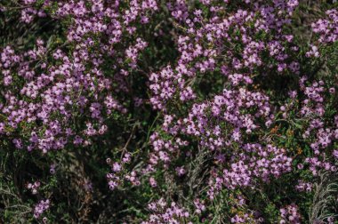 Fırçalar ve kayalar üzerinde renkli çiçekler