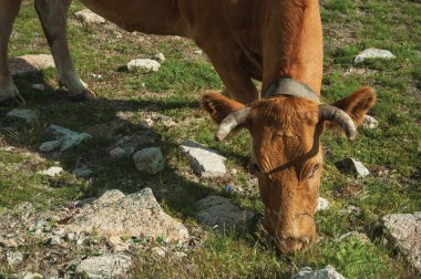 Taşlarla dolu fakir merada otlatma