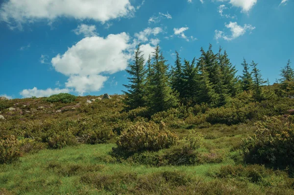 Rock formations among bushes on highlands — Stock Photo, Image