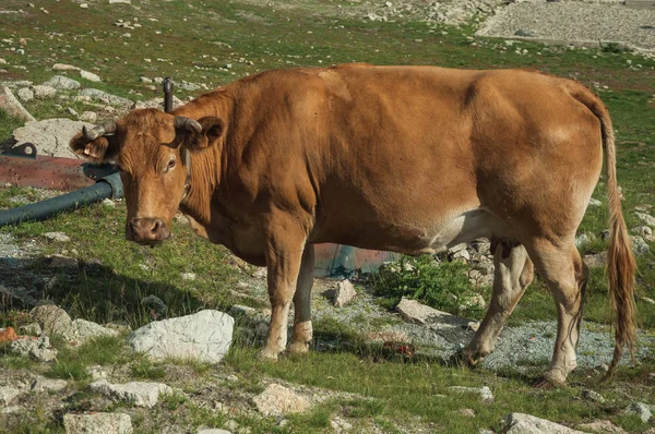 Vaca pastando em pasto pobre cheio de pedras — Fotografia de Stock