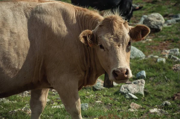 Vaca pastando em pasto pobre cheio de pedras — Fotografia de Stock