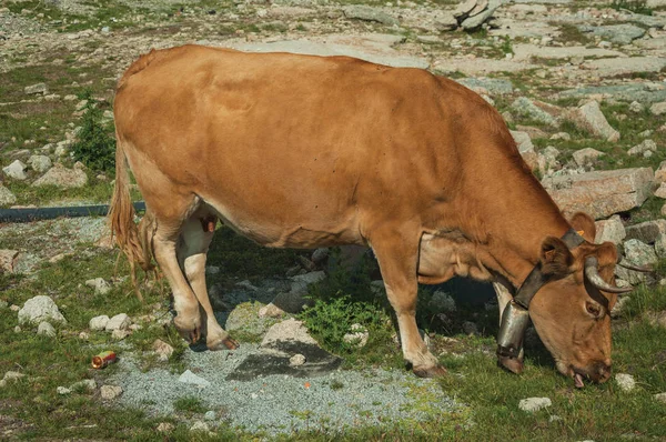 Cow grazing on poor pasture filled with stones — Stock Photo, Image