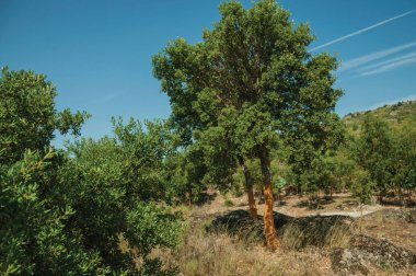 Kırsal kayalık arazi ve birkaç soyulmuş mantar ağacı