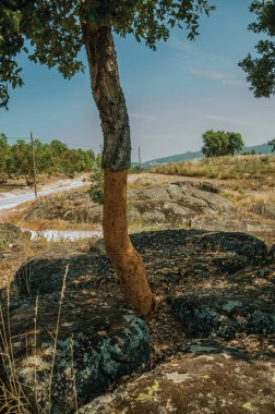 Mantar üretimi için kaldırılan kabuğu ile mantar ağaçları gövde