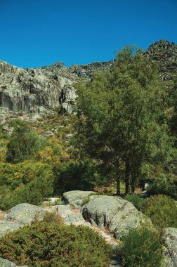 Çalılar ve ormanlarla kaplı kayalık kayalıklar ile peyzaj