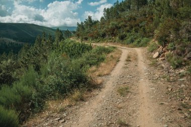 Çalılar ve ağaçlarla kaplı engebeli arazide toprak yol