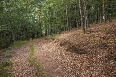 Yeşil yapraklı kayın ormanından geçen toprak izi