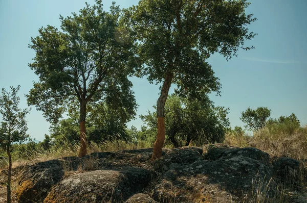 Kırsal kayalık arazi ve birkaç soyulmuş mantar ağacı