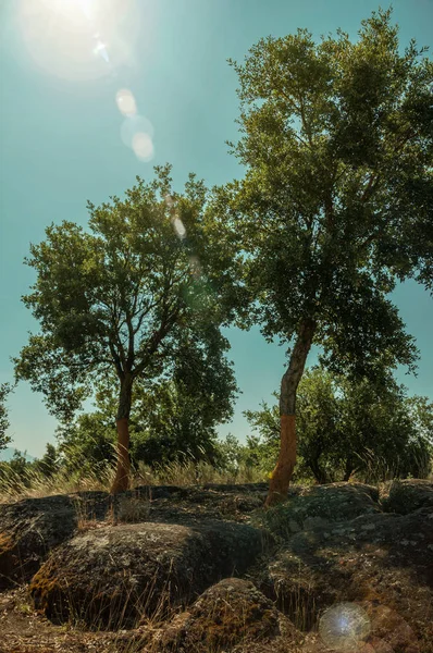 Landsbygd stenig terräng och några skalade kork träd — Stockfoto