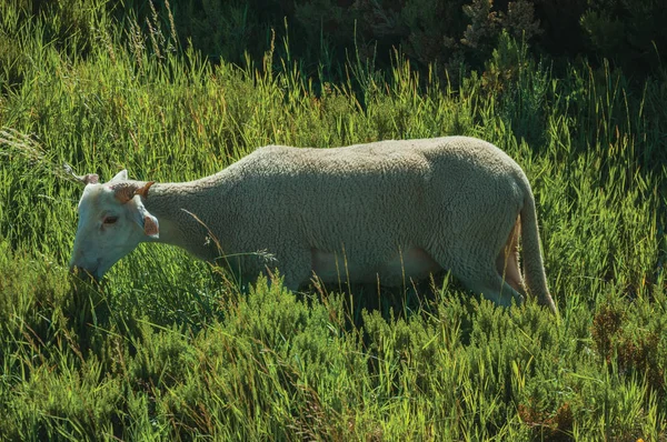 Cabra pastando en el verdor verde con arbustos —  Fotos de Stock