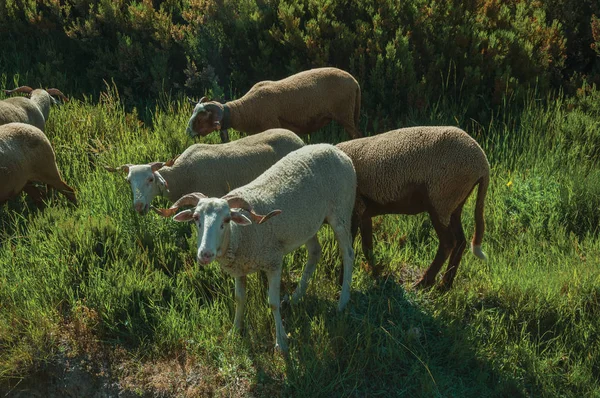 Стадо коз, пасущихся на зеленом мечах с кустами — стоковое фото