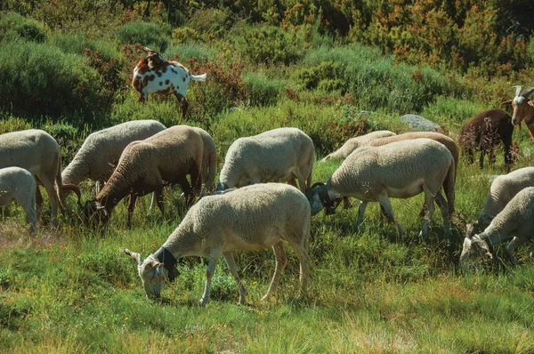 Flock getter bete på grön sward med buskar — Stockfoto