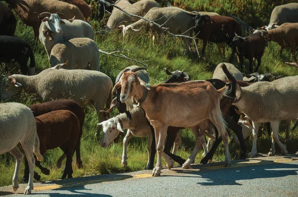Flock getter betar på sward bredvid vägen — Stockfoto