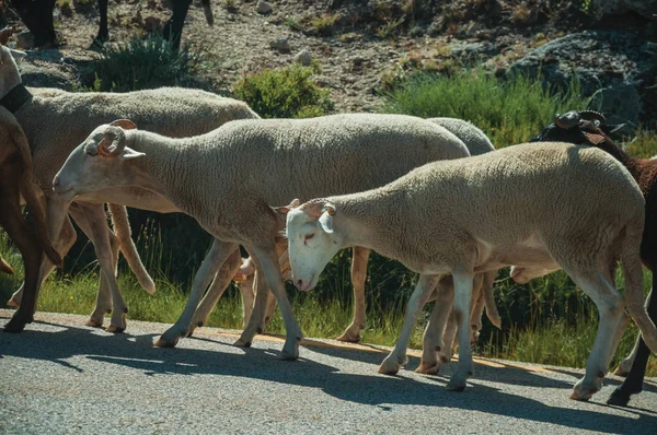 Manada de cabras pastando al lado de la carretera —  Fotos de Stock