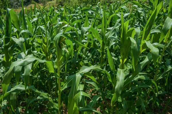Zbliżenie pola z zieloną, liściastą kukurydzą wciąż w rozwoju — Zdjęcie stockowe