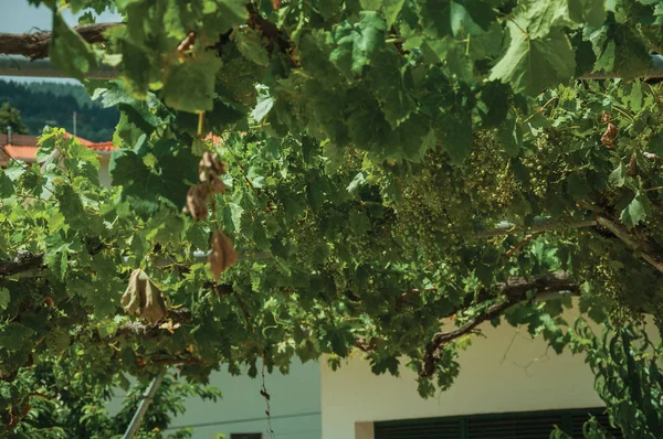 Vinhas folhosas com cachos de uvas no pátio — Fotografia de Stock