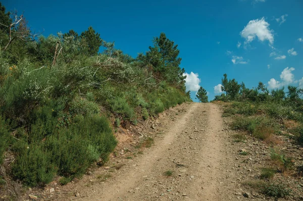 Camino de tierra en terreno montañoso cubierto de arbustos y árboles — Foto de Stock