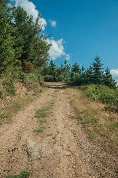 Dirt road on hilly terrain covered by bushes and trees — Stock Photo, Image