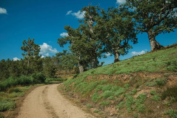 Camino de tierra y robles frondosos en la cima de la colina — Foto de Stock