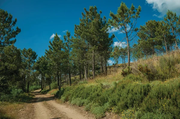Camino de tierra en terreno montañoso cubierto de arbustos y árboles — Foto de Stock