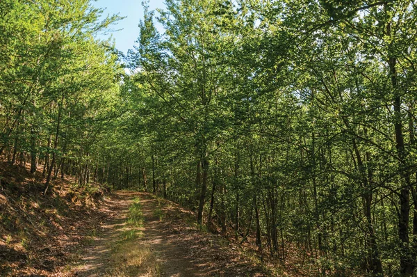 Sendero de tierra que pasa a través del frondoso bosque de haya verde — Foto de Stock