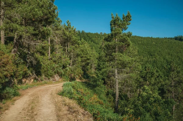 Dirt road on hilly terrain covered by bushes and trees — Stock Photo, Image