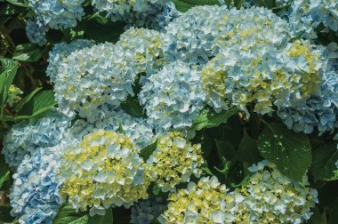 Oldukça renkli ortanca çiçekler