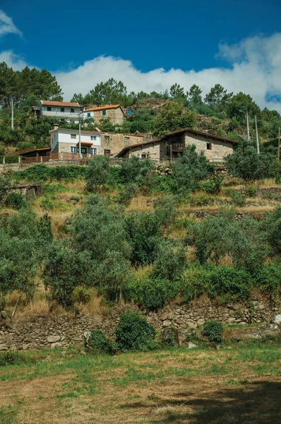 Rustic houses on hill with terraced olive trees