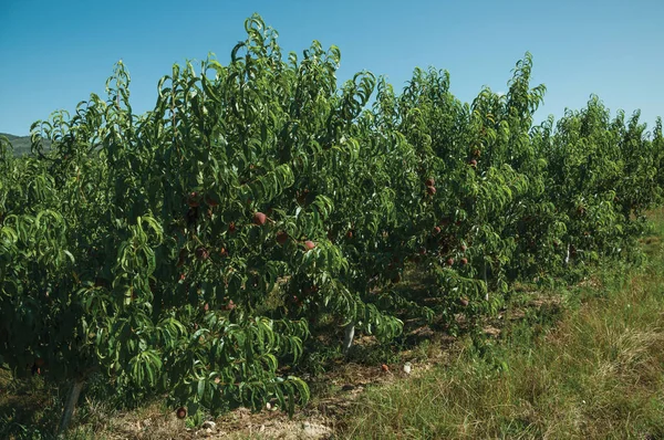 Sad z drzew brzoskwiniowych z ładunkiem dojrzałych owoców — Zdjęcie stockowe