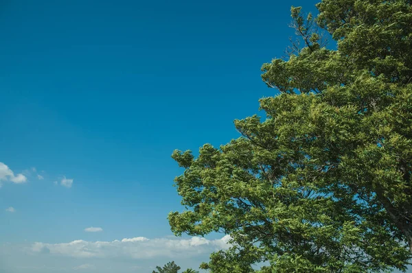 Groene blad takken schudden in de wind — Stockfoto