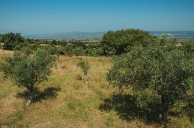 Küçük bir çiftlikten tarlada zeytin ağaçları