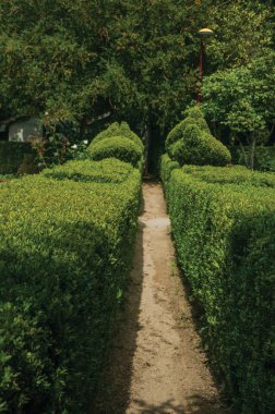 Bahçede yapraklı yeşil çalılar