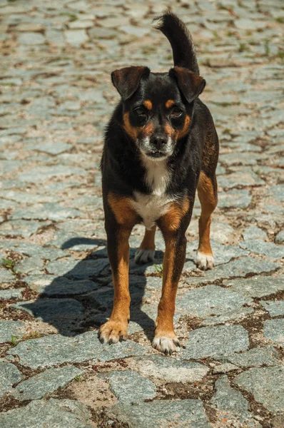 Mutt pies stojący na brukowanej alei — Zdjęcie stockowe