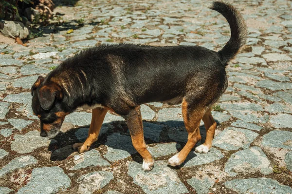 조약돌 골목에 서있는 개 — 스톡 사진