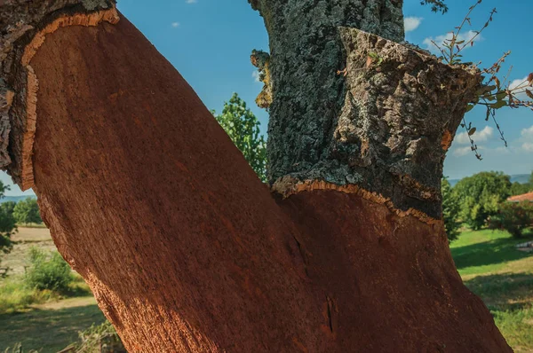 Kurkboom stam met de bast verwijderd — Stockfoto