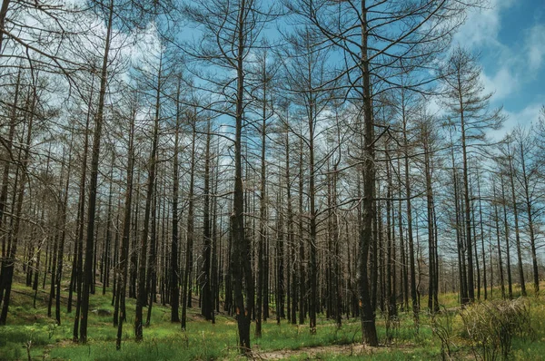 在绿茵场上被烧毁的森林中的黑树 — 图库照片