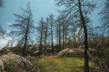 Kayalık araziüzerinde yanmış bir ormanda siyah ağaçlar