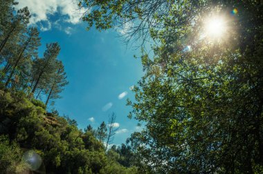 Güneş ışığı ile yoğun orman ile kaplı tepelik vadi