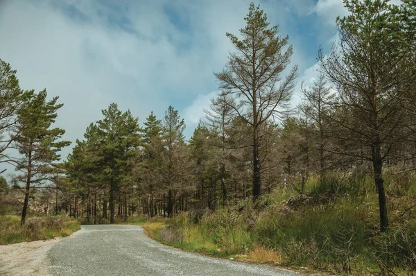 Road passing through burnt forest on rocky landscape — Stock Photo, Image
