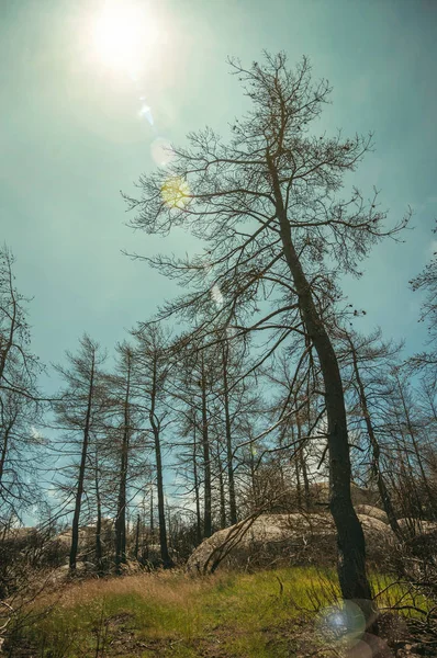 Zwarte bomen in een verbrand bos over rotsachtig landschap — Stockfoto