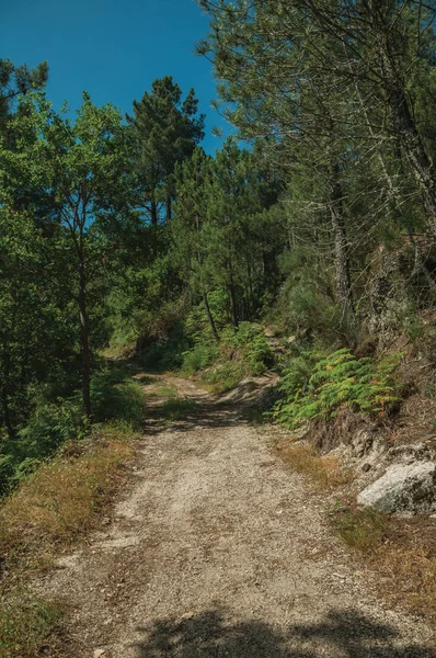 Dirt road over rocky terrain covered by trees — Stock Photo, Image