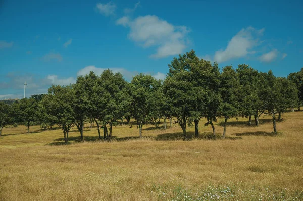 Landelijk landschap met groene bomen op een boerderij veld — Stockfoto