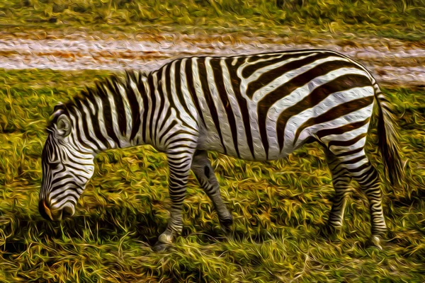 Zebra Wypasana Zielonych Pastwiskach Obszarze Chronionym Ngorongoro Park Ochrony Dzikiej — Zdjęcie stockowe