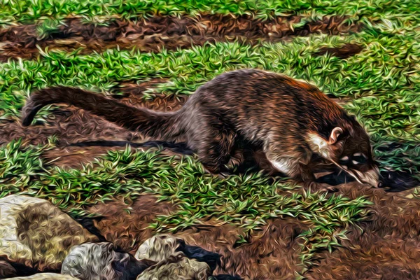 Detail Seekor Coati Berhidung Putih Berjalan Jalan Dan Mencari Makanan — Stok Foto