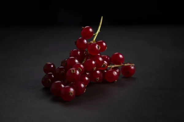 Viburnum em um fundo escuro em um galho — Fotografia de Stock