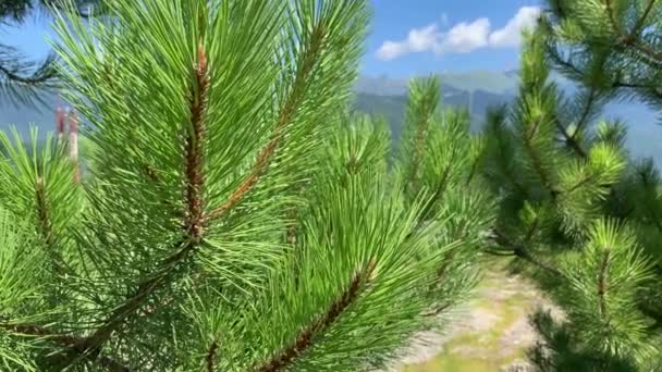 4k A pine branch sways in the wind in the background of the mountain. Pine tree, sways in the wind. Selective focus. Outdoors. Close-up. — Stock Video