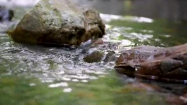 Akan suyun makro videosu, taşlar arasında akan dere. Ormanda akarsu