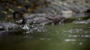 Akan suyun makro videosu, taşlar arasında akan dere. Ormanda akarsu