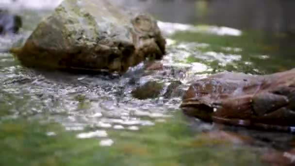 Macro vidéo de l'écoulement de l'eau, courant entre les pierres. Cours d'eau dans la forêt 
